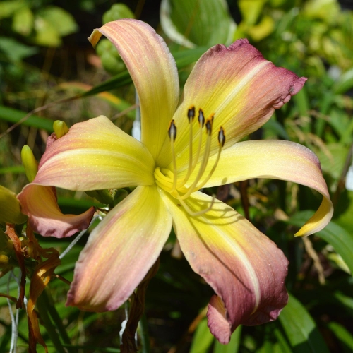 Daylily-Wilson-Spider-1200x-DSC 0539