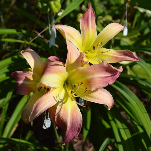 Daylily-Wilson-Spider-1200x-DSC 1058