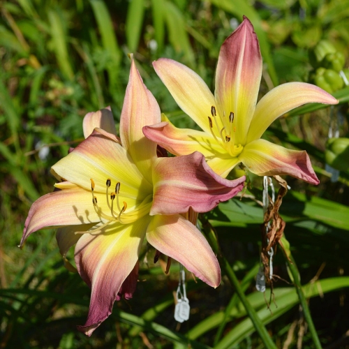 Daylily-Wilson-Spider-1200x-DSC 1065