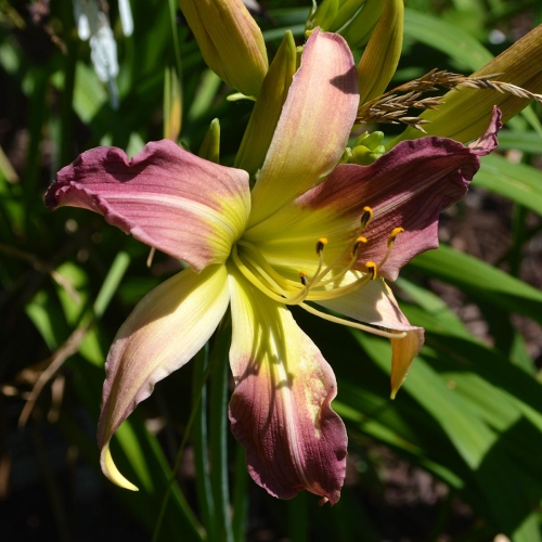 Daylily-Wilsons-Spider-1200x-DSC 0498