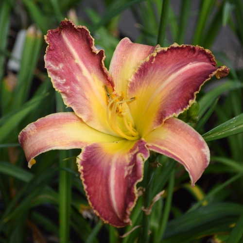 Daylily-Wolverine-1200x-DSC 0015