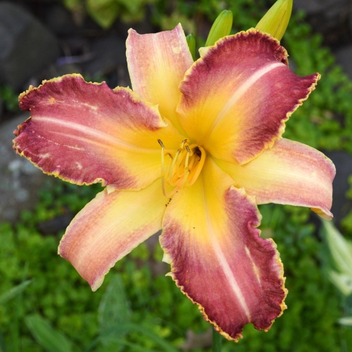 Daylily-Wolverine-1200x-DSC 0019