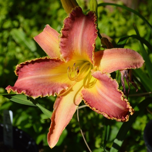 Daylily-Wolverine-1200x-DSC 0174