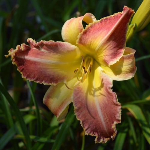 Daylily-Wolverine-1200x-DSC 0552