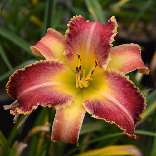 Daylily-Wolverine-1200x-DSC 0604