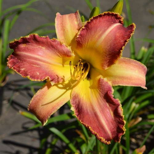 Daylily-Wolverine-1200x-DSC 0678