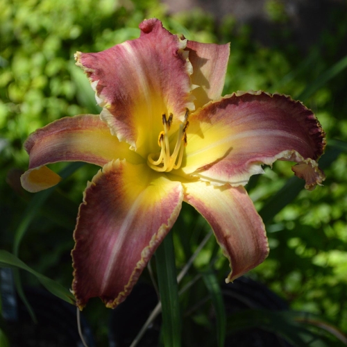 Daylily-Wolverine-1200x-DSC 0802