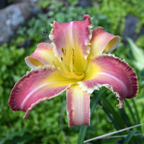 Daylily-Wolverine-1200x-DSC 0824