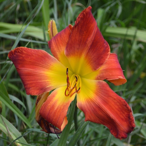 Daylily-Womans-Scorn-1200x-DSC 0054