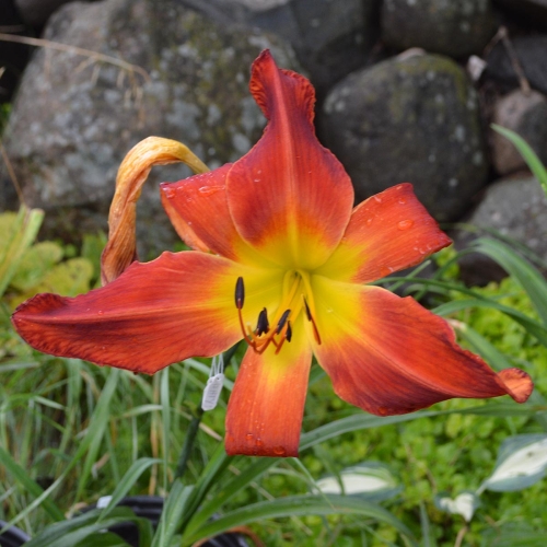 Daylily-Womans-Scorn-1200x-DSC 0099