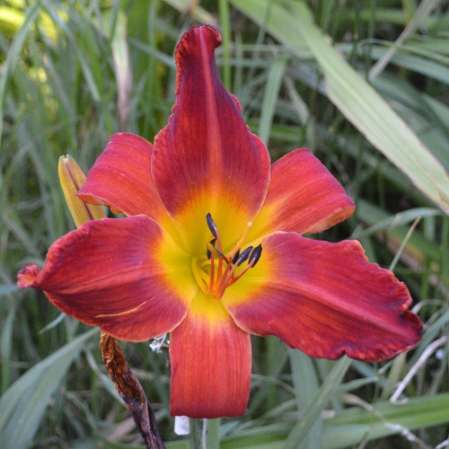 Daylily-Womans-Scorn-1200x-DSC 0347