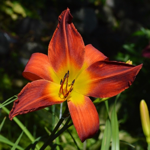 Daylily-Womans-Scorn-1200x-DSC 0367