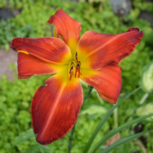 Daylily-Womans-Scorn-1200x-DSC 0551