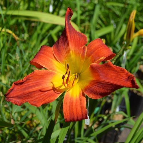 Daylily-Womans-Scorn-1200x-DSC 0620