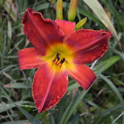 Daylily-Womans-Scorn-1200x-DSC 0676