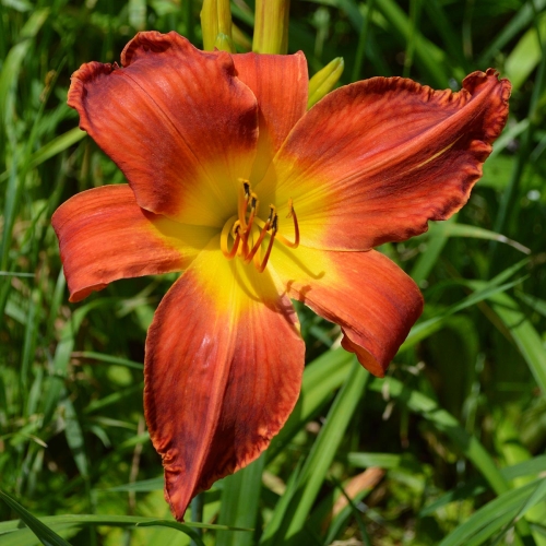 Daylily-Womans-Scorn-1200x-DSC 0701