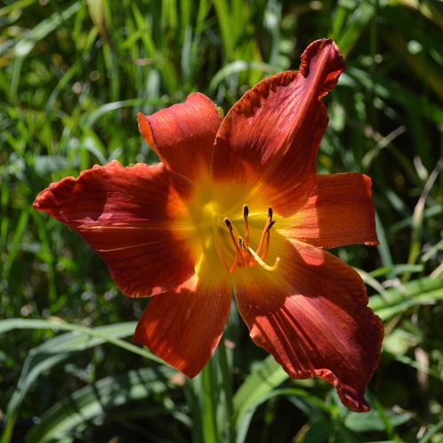Daylily-Womans-Scorn-1200x-DSC 0927