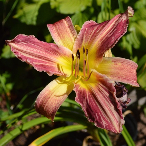 Daylily-Yankee-Pinstripes-1200x-DSC 0462