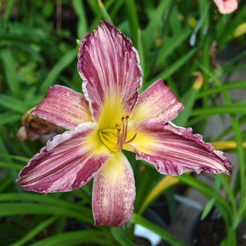 Daylily-Yankee-Pinstripes-Tet-1200x-DSC 0702-tet-yankee-pinstripes
