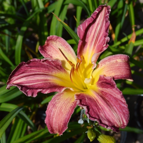 Daylily-Yankee-Pinstripes-Tet-1200x-DSC 0874