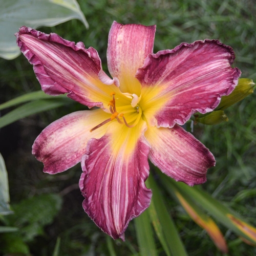 Daylily-Yankee-Pinstripes-Tet-1200x-DSC 0960