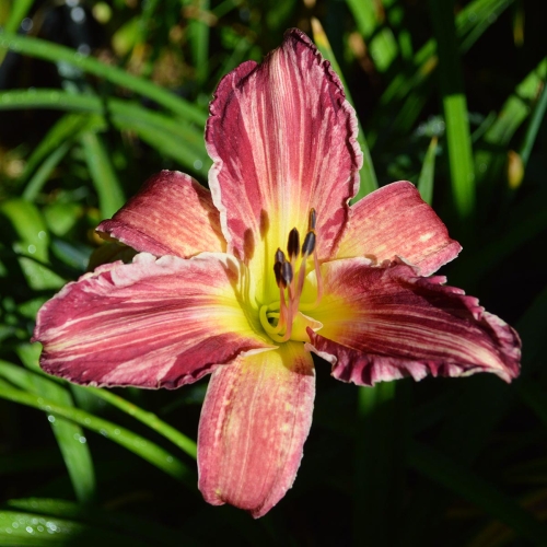 Daylily-Yankee-Pinstripes-Tet-DSC 0647