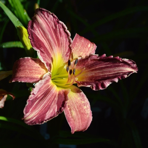 Daylily-Yankee-Pinstripes-Tet-DSC 0648