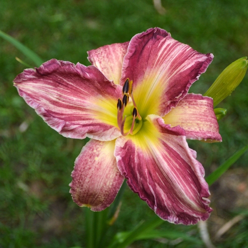 Daylily-Yankee-Pinstripes-Tetraploid-1200x-DSC 0372