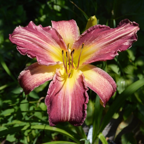 Daylily-Yankee-Pinstripes-Tetraploid-1200x-DSC 0510
