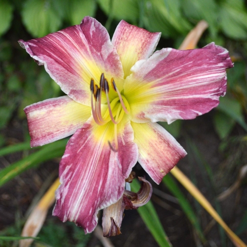Daylily-Yankee-Pinstripes-Tetraploid-1200x-DSC 0823