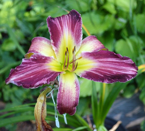 Daylily-Yankee-Pinstripes-tet-1200h-DSC 0180