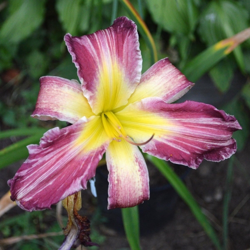Daylily-Yankee-Pinstripes-tet-1200x-DSC 0265