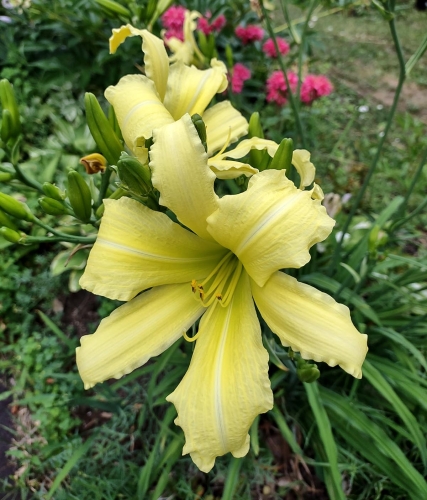 Daylily-cf-Hyperion-1200w-IMG 20210720 132216844 HDR