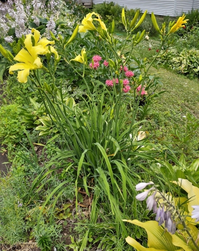 Daylily-cf-Hyperion-1200w-IMG 20210720 132234958 HDR