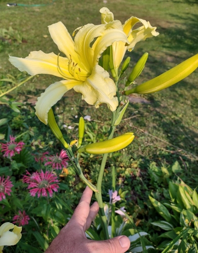 Daylily-cf-Hyperion-1200w-IMG 20210727 164755378 HDR