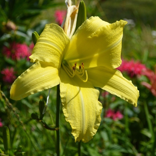 Daylily-cf-Hyperion-1200x-DSC 0059