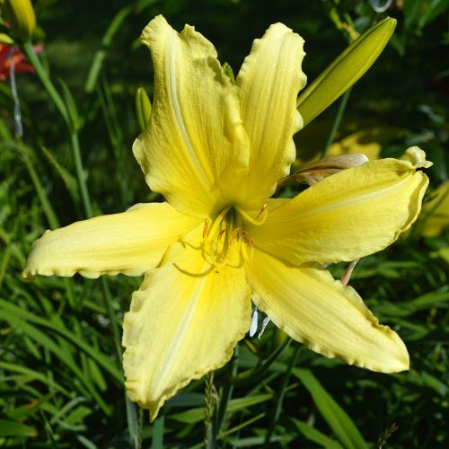 Daylily-cf-Hyperion-1200x-DSC 0149