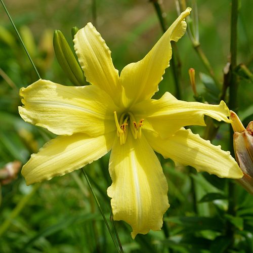 Daylily-cf-Hyperion-1200x-DSC 0268