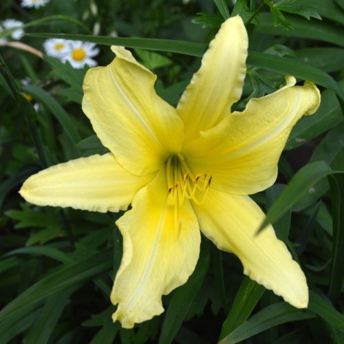 Daylily-cf-Hyperion-1200x-DSC 0548