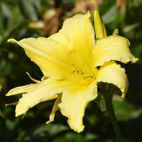 Daylily-cf-Hyperion-1200x-DSC 0672