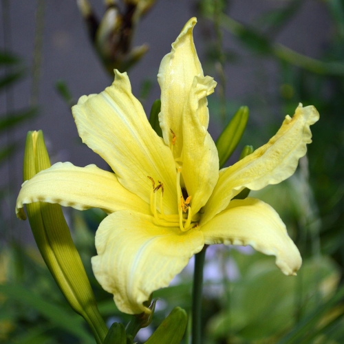 Daylily-cf-Hyperion-1200x-DSC 0832