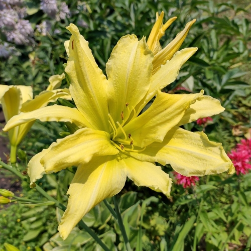 Daylily-cf-Hyperion-1200x-IMG 20210717 110022513 HDR