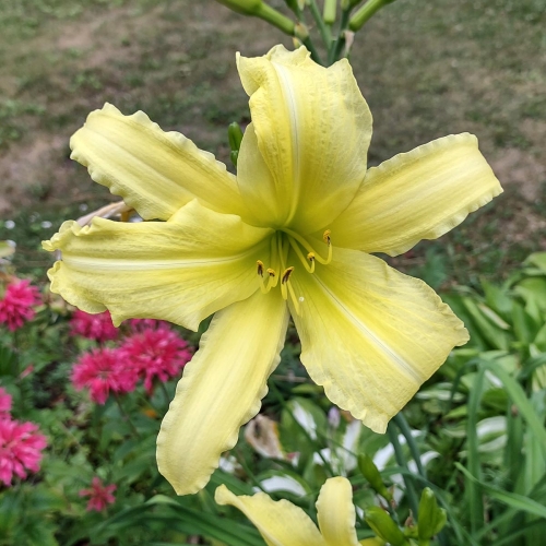 Daylily (Hemerocallis) cf. Hyperion