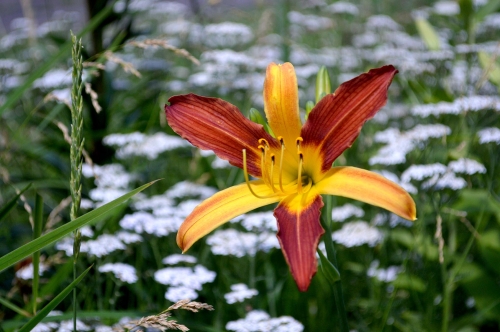 Daylily-cf-Tarantula-1200h-DSC 0243