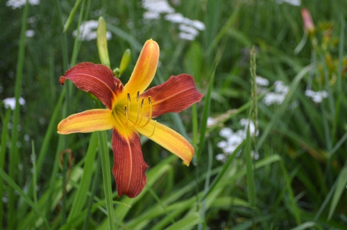 Daylily-cf-Tarantula-1200h-DSC 0612