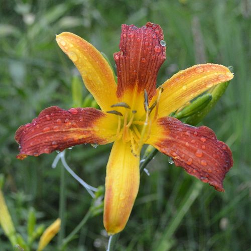 Daylily-cf-Tarantula-1200x-DSC 0182