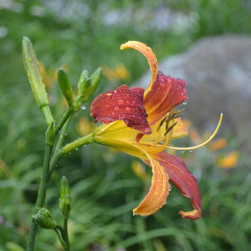 Daylily-cf-Tarantula-1200x-DSC 0186