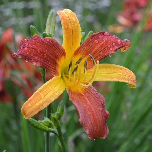 Daylily-cf-Tarantula-1200x-DSC 0191
