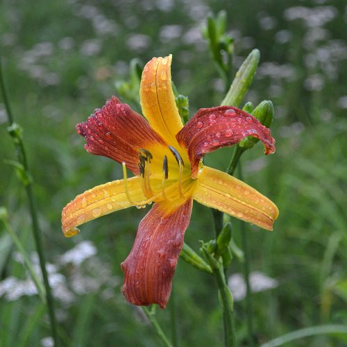 Daylily-cf-Tarantula-1200x-DSC 0193