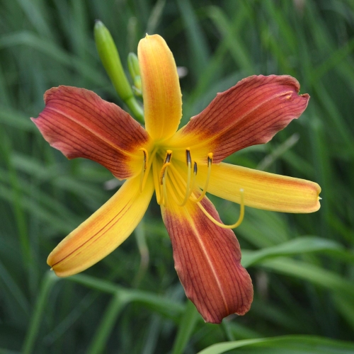Daylily (Hemerocallis) cf. Tarantula